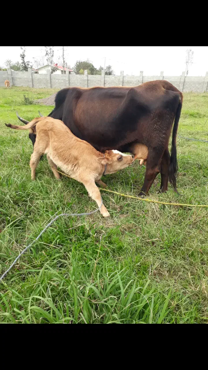 گاو محلی شیری با گوساله ماده سیمنتال امپولی|حیوانات مزرعه|رشت, یخسازی|دیوار