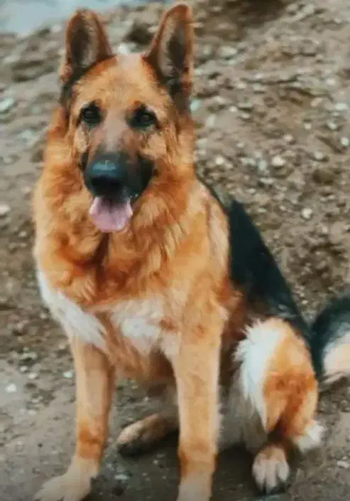 سگ ژرمن گمشده (شهرقدس)دزدیده شده|حیوانات|قدس, شهر‌قدس|دیوار