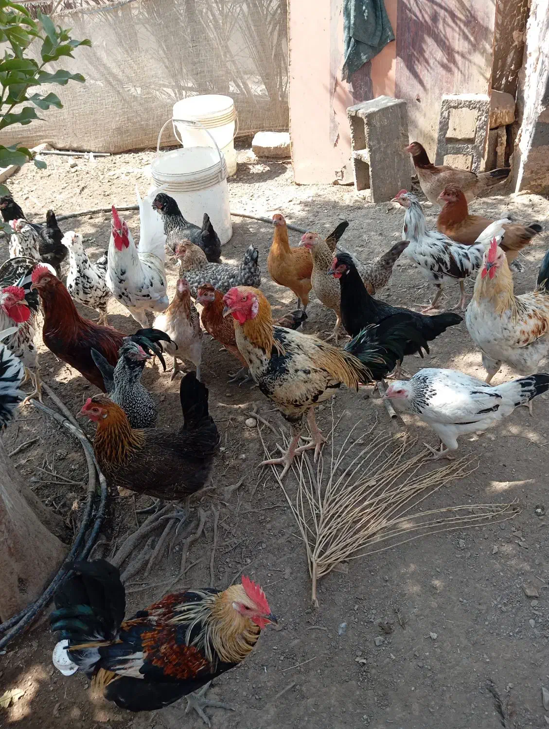 تخم مرغ نطفه دار محلی در رودان|حیوانات مزرعه|رودان, |دیوار
