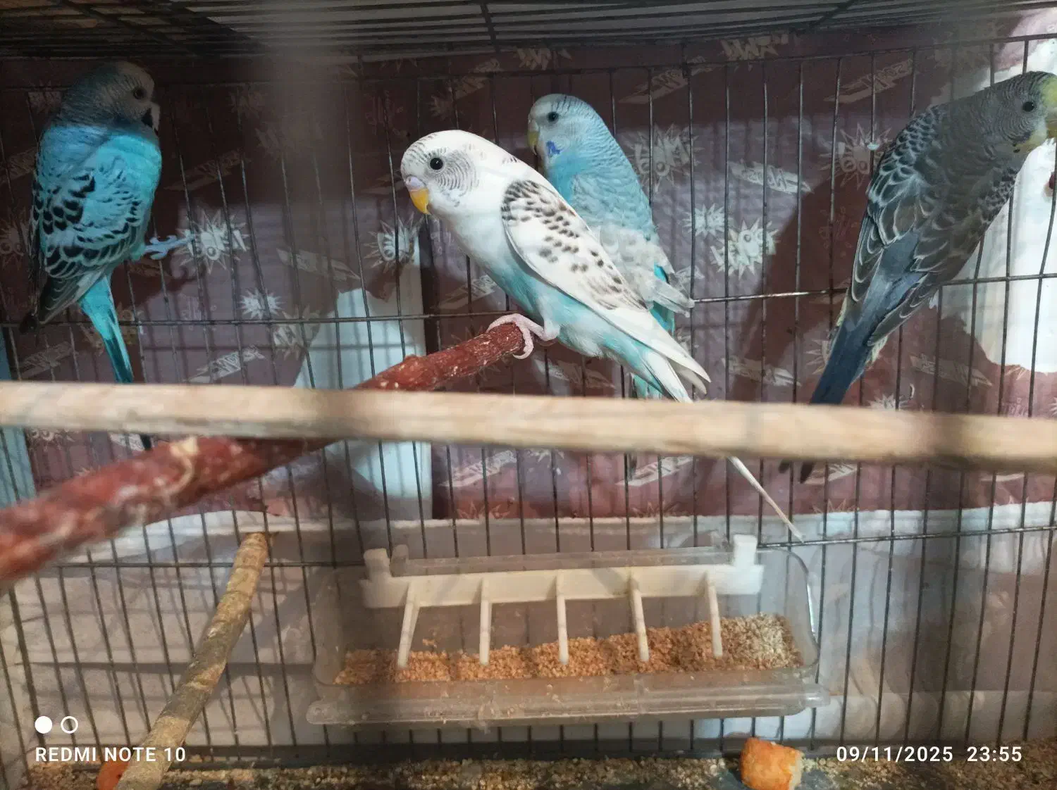 مرغ عشق|پرنده|سردشت, |دیوار