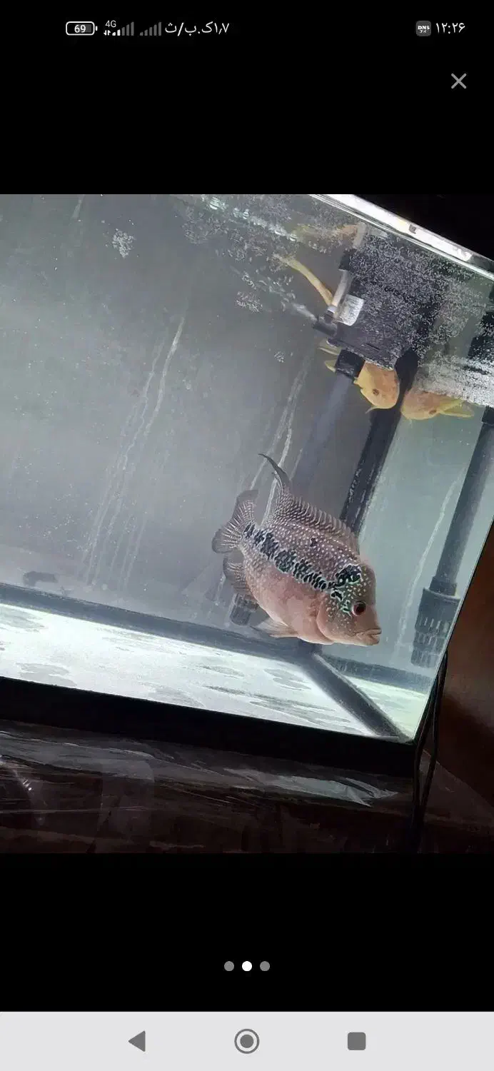 دوعدد ماهی فلاور ماده|ماهی|ارومیه, |دیوار