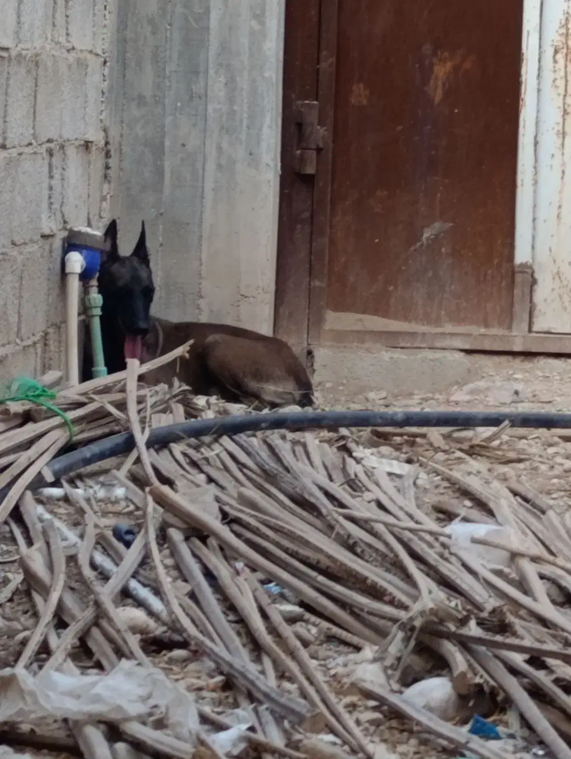 سگ مالینویز ماده یک ساله|سگ|کنار تخته و کمار, |دیوار