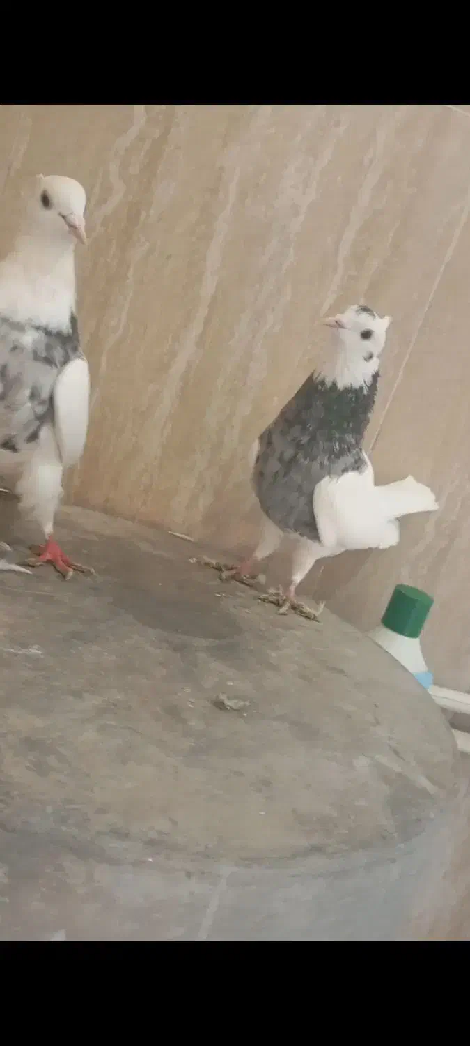 طوقی الماسی|پرنده|دره شهر, |دیوار