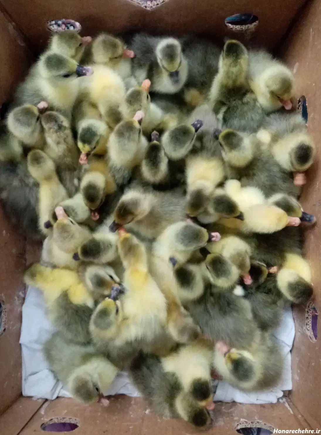 فروش جوجه غاز|حیوانات مزرعه|یزد, |دیوار