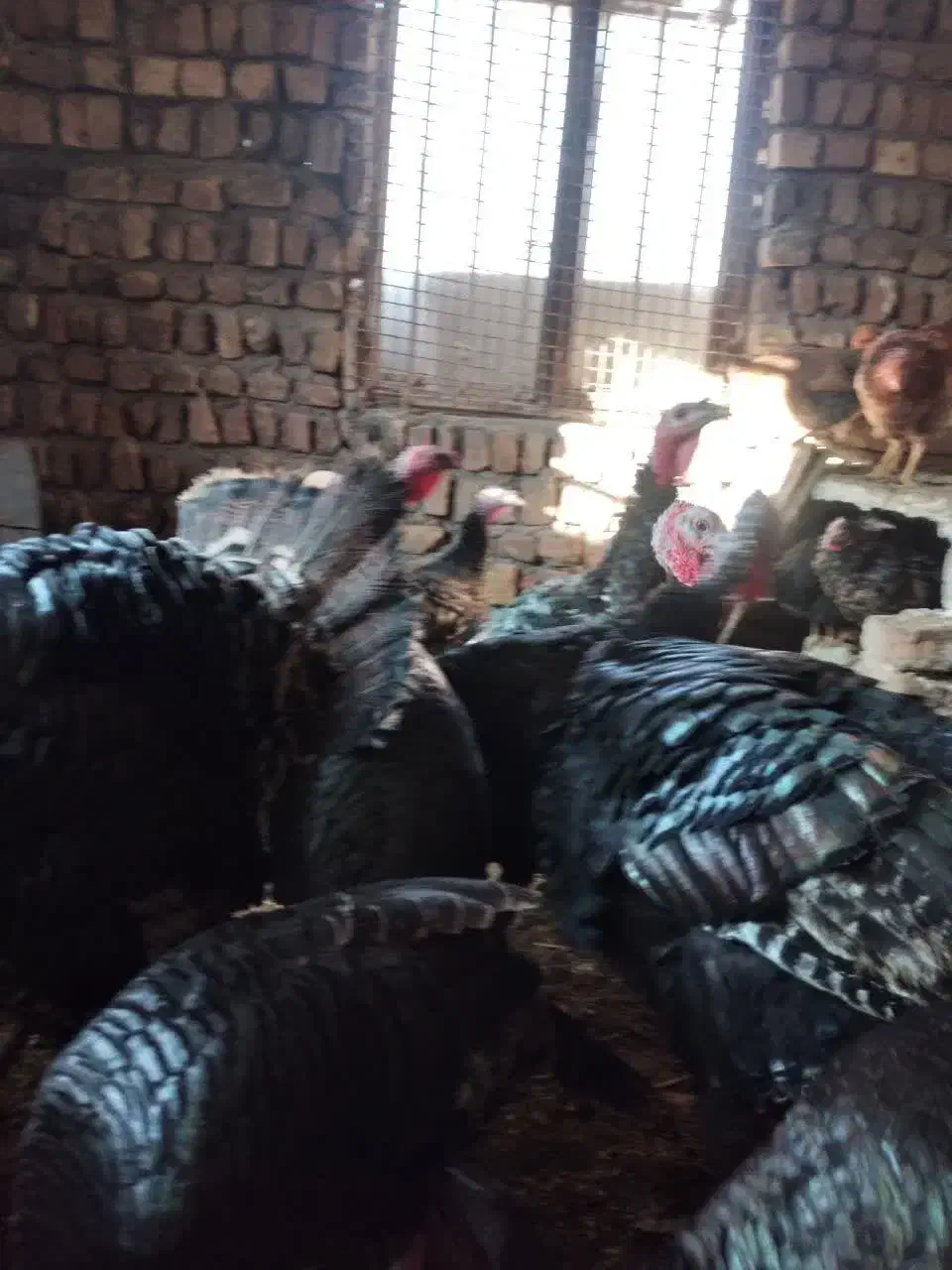 بوقلمون|حیوانات مزرعه|ساوه, |دیوار