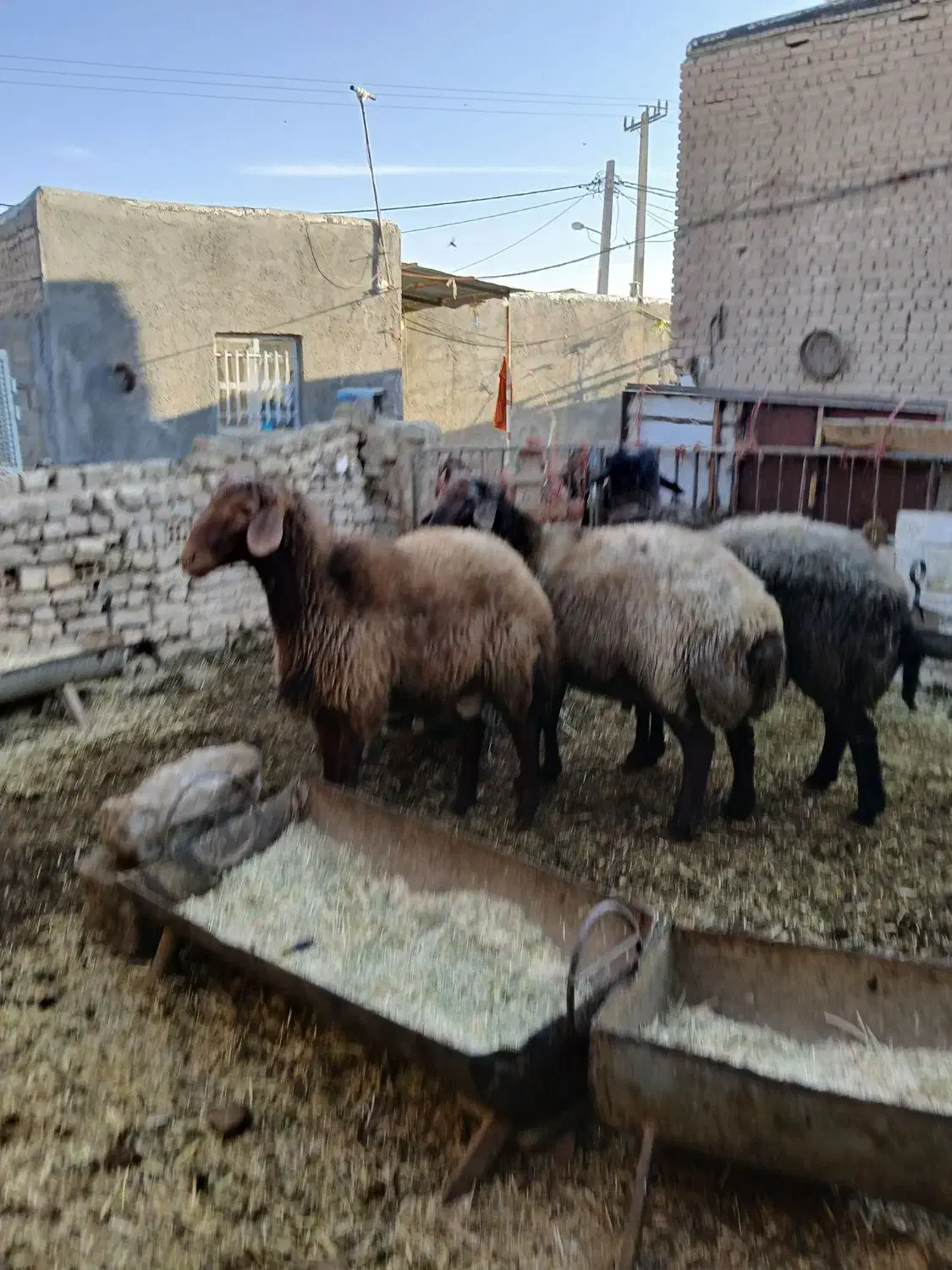 شیشک نر پرواری و بره پای پرواری سبک وزن|حیوانات مزرعه|فامنین, |دیوار