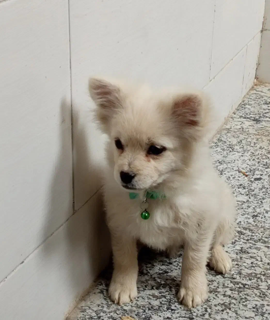 سگ پامر روباهی|سگ|اصفهان, شهید رجایی|دیوار