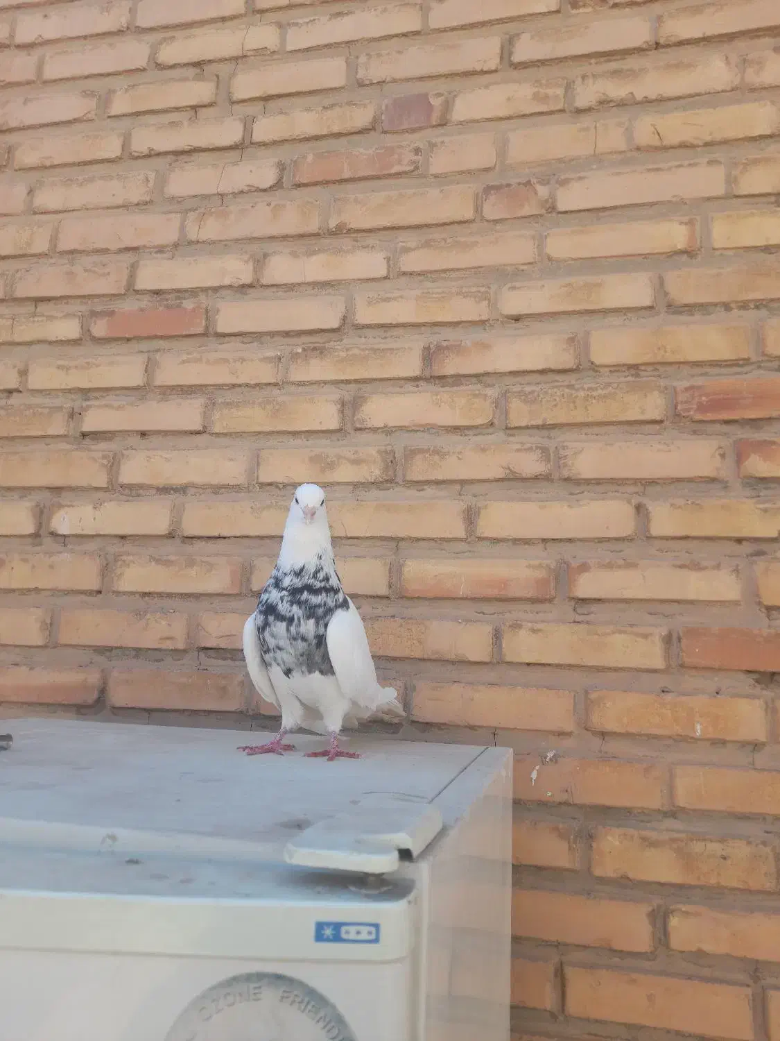 طوقی|پرنده|آغاجاری, |دیوار