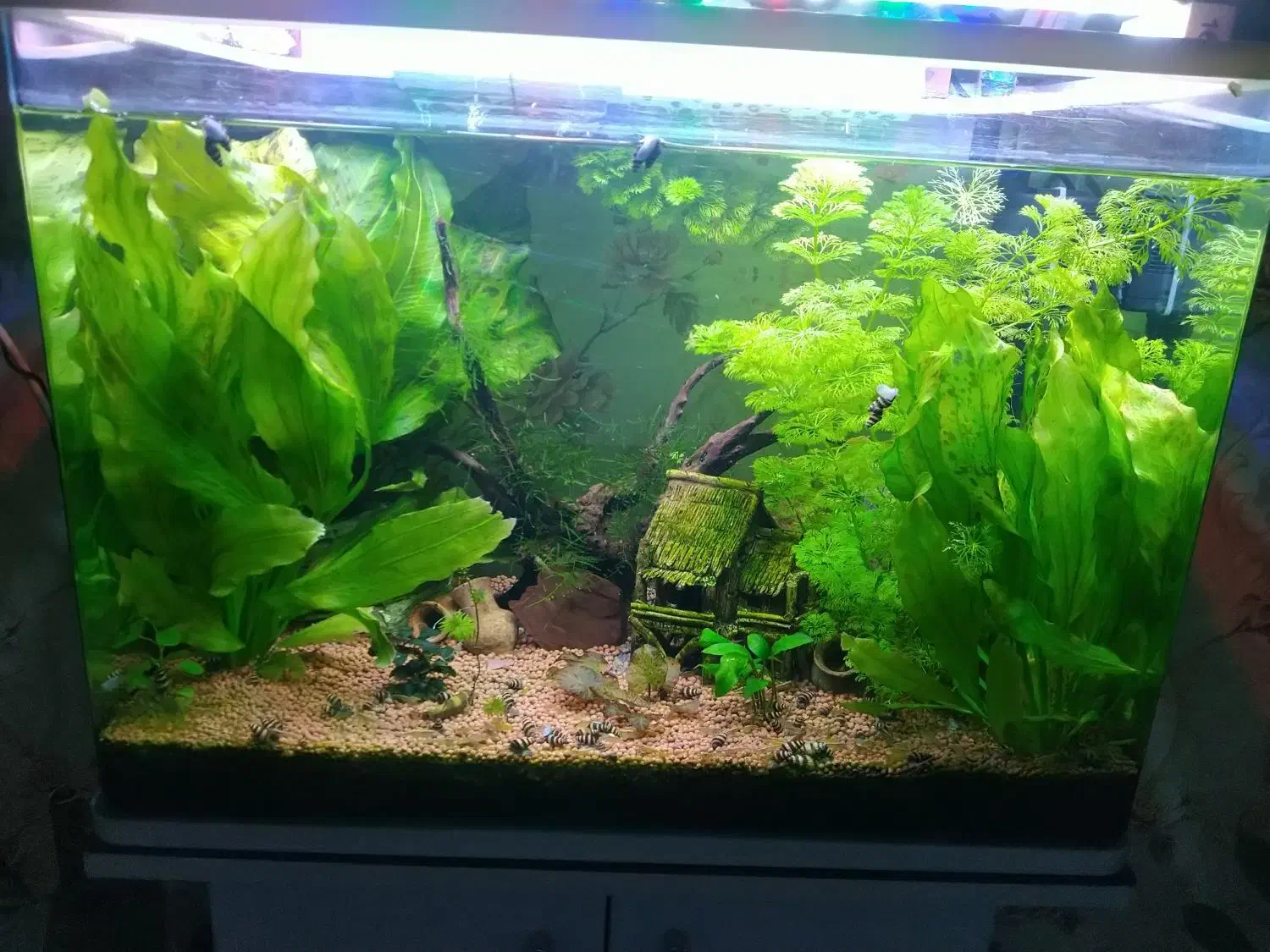 حلزون کلیر|خزنده|تهران, تختی|دیوار