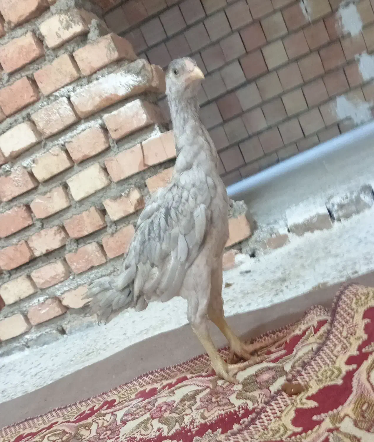 جوجه لاری|حیوانات مزرعه|خان ببین, |دیوار