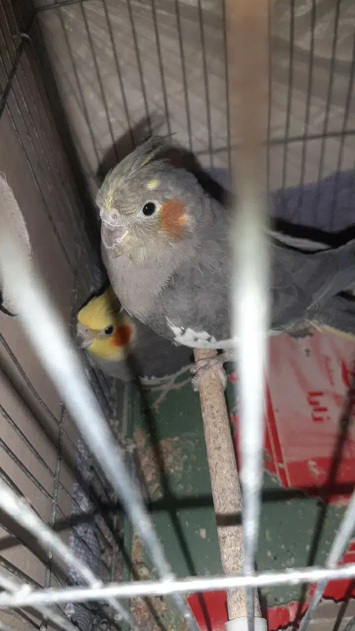 یک جفت عروس هلندی با تخم|پرنده|تبریز, |دیوار