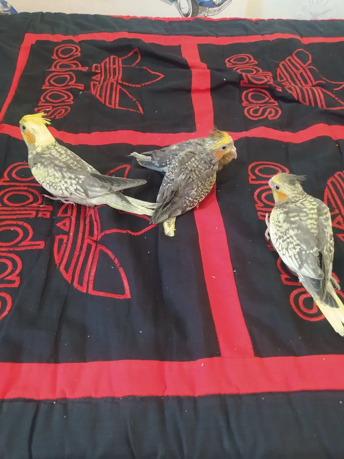 عروس هلندی نروماده|پرنده|ری, علایین|دیوار