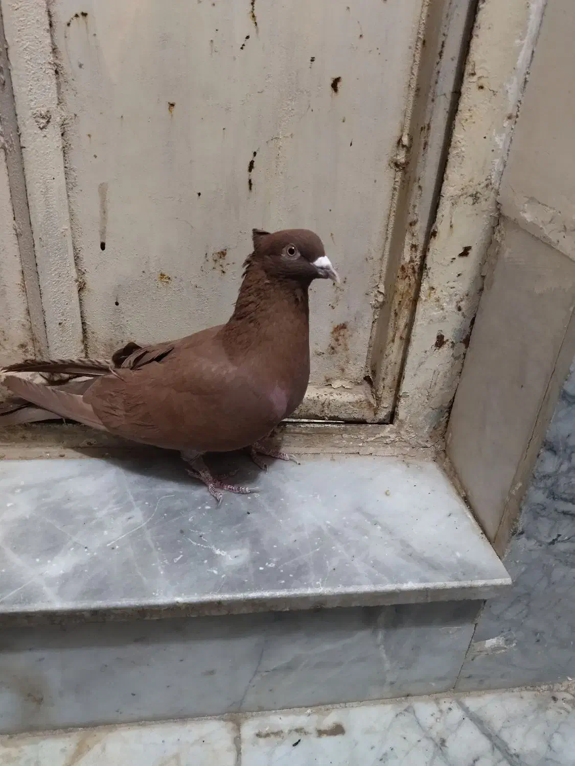 سرخ کالکی نر|پرنده|سبزوار, قصبه شرقی|دیوار