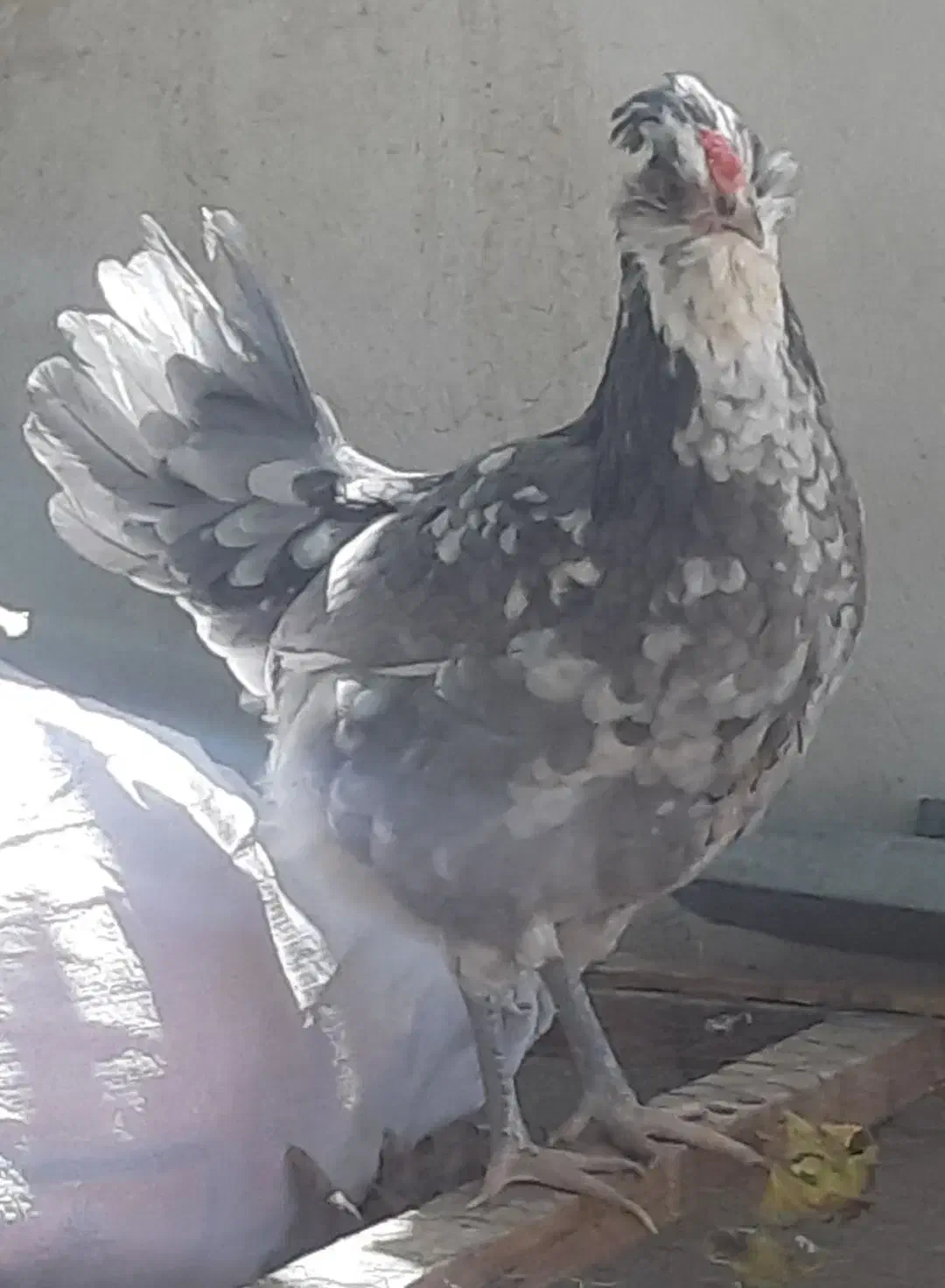 تخم مرغ و جوجه گلین ریشی چهل تاج فروشی|حیوانات مزرعه|سیرجان, |دیوار