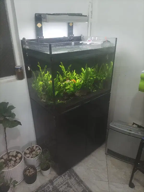 آکواریوم|ماهی|تهران, آهنگ|دیوار