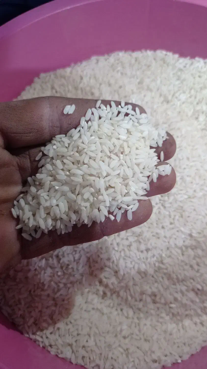 برنج چمپا میداود|خوردنی و آشامیدنی|رامهرمز, |دیوار