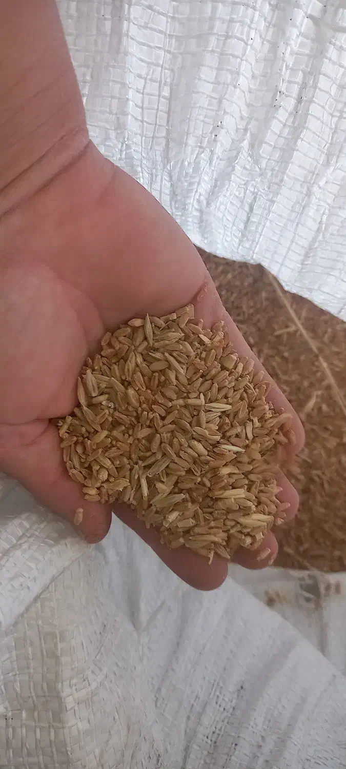 گندم دیم درجه یک|خوردنی و آشامیدنی|ویسیان, |دیوار