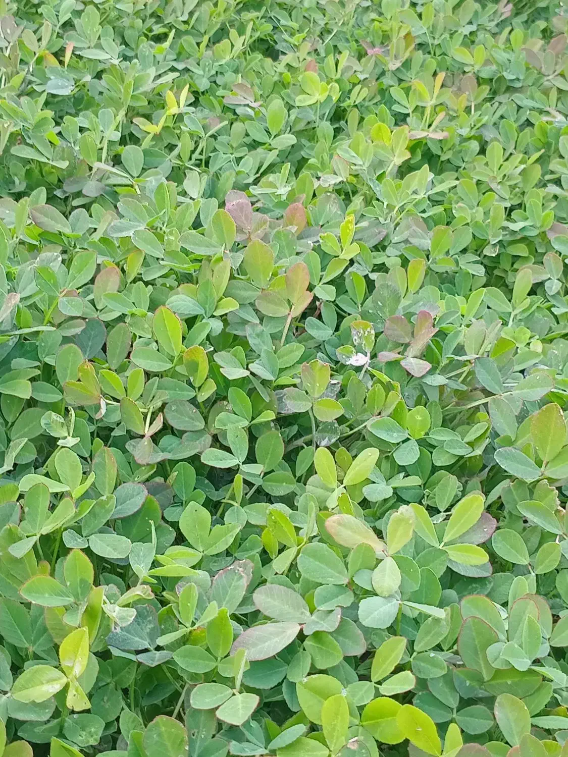 سبزی خورشتی رامهرمز|خوردنی و آشامیدنی|اصفهان, دانشگاه اصفهان|دیوار