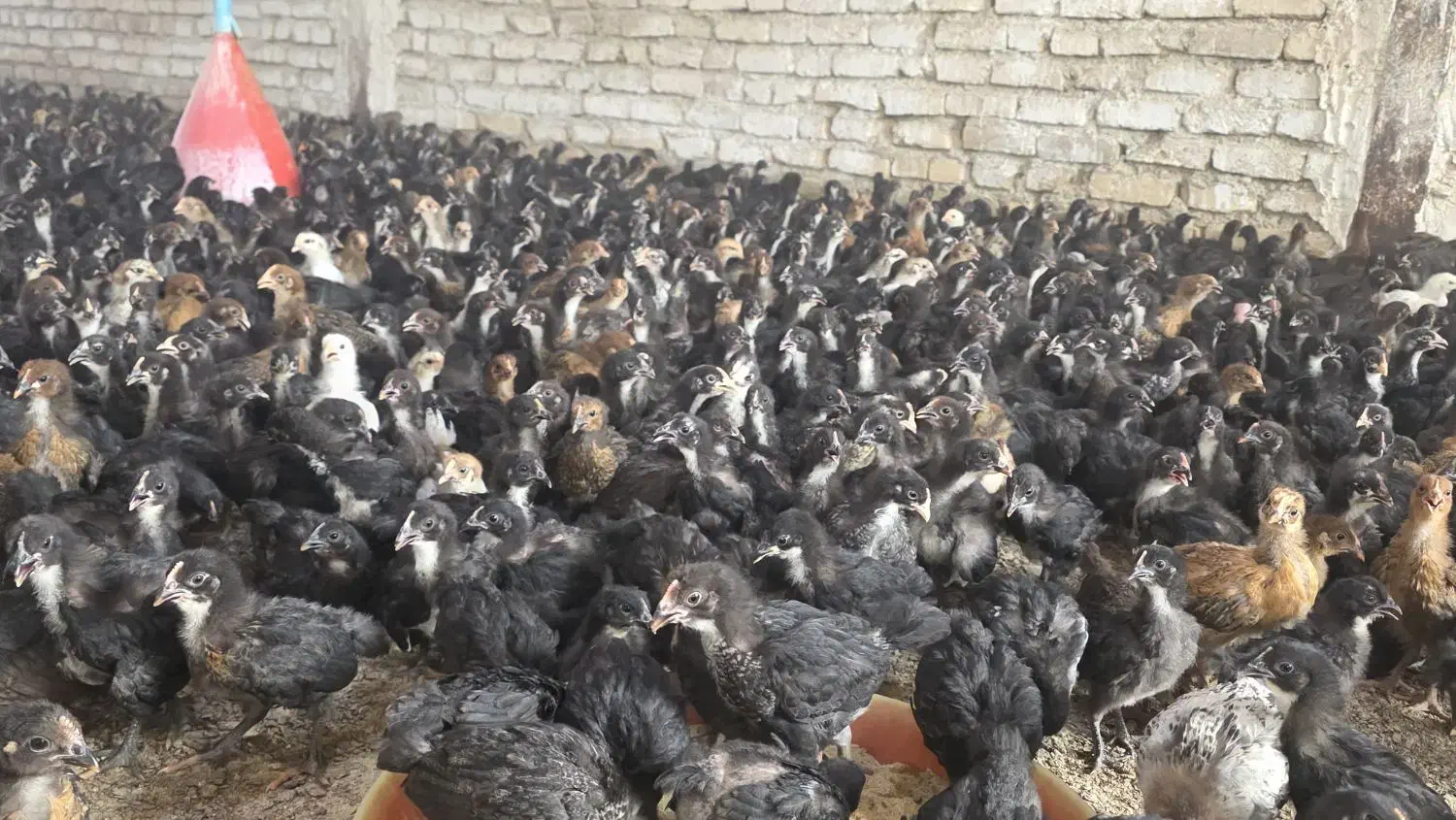 جوجه مرغ و خروس یک ماهه نژاد گلپایگان|حیوانات مزرعه|جوادآباد, |دیوار