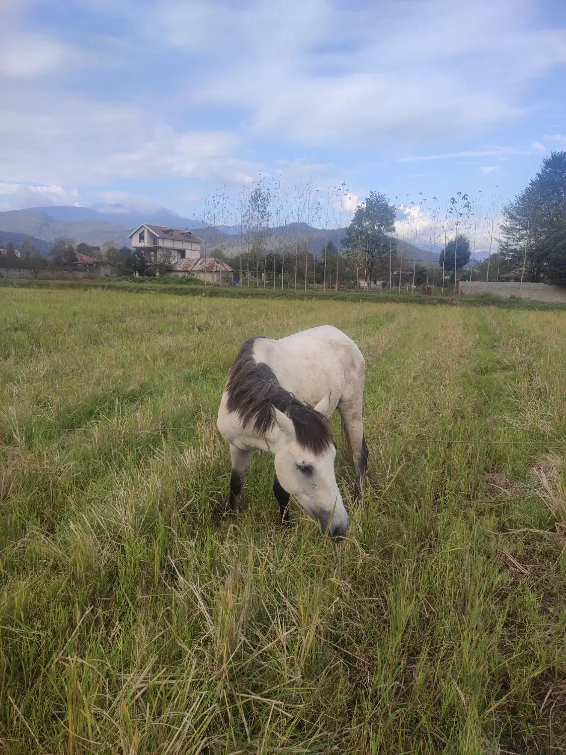 اسب|اسب و تجهیزات اسب‌سواری|ماکلوان, |دیوار