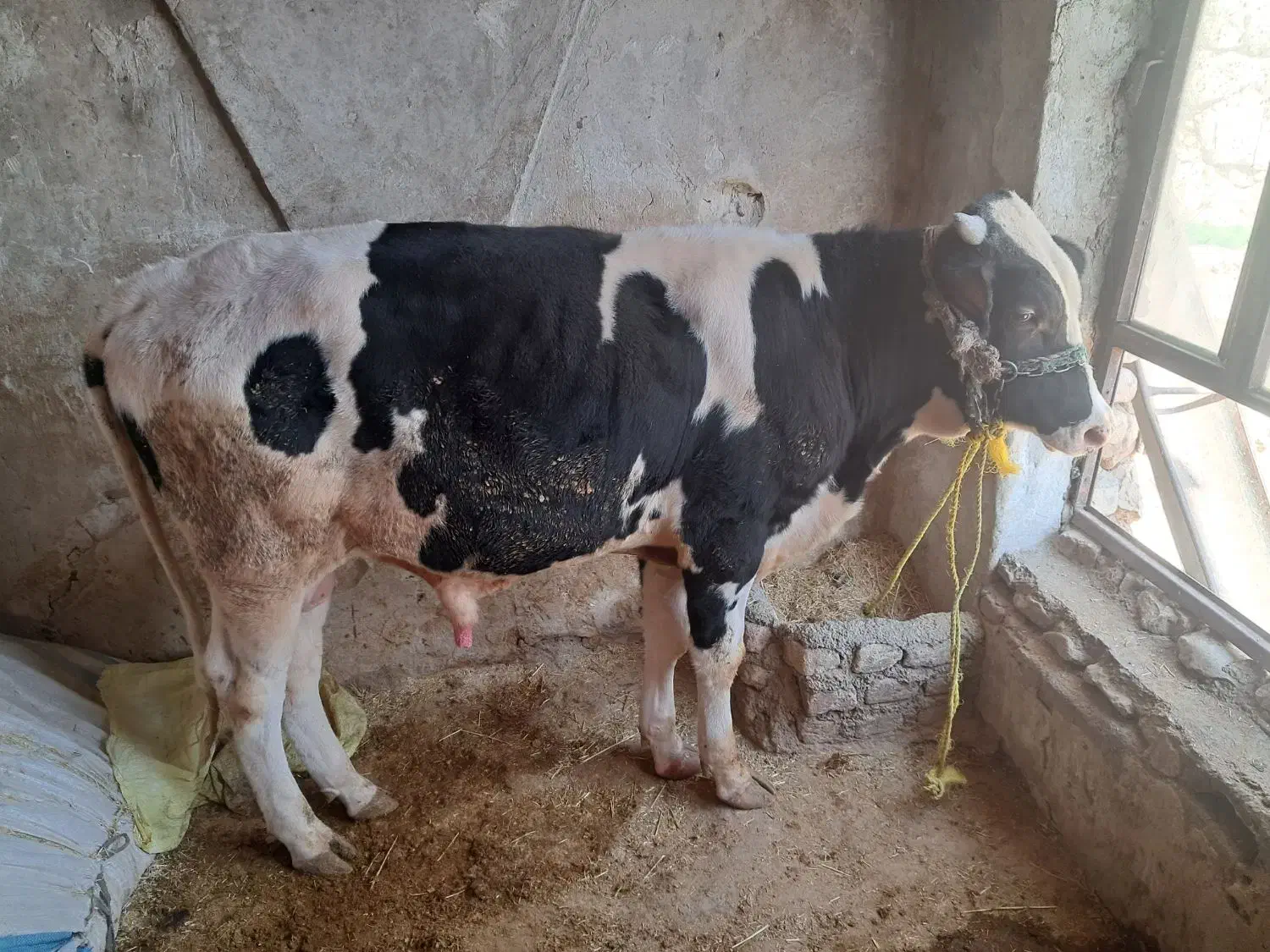 گوساله نر|حیوانات مزرعه|ایوان, |دیوار