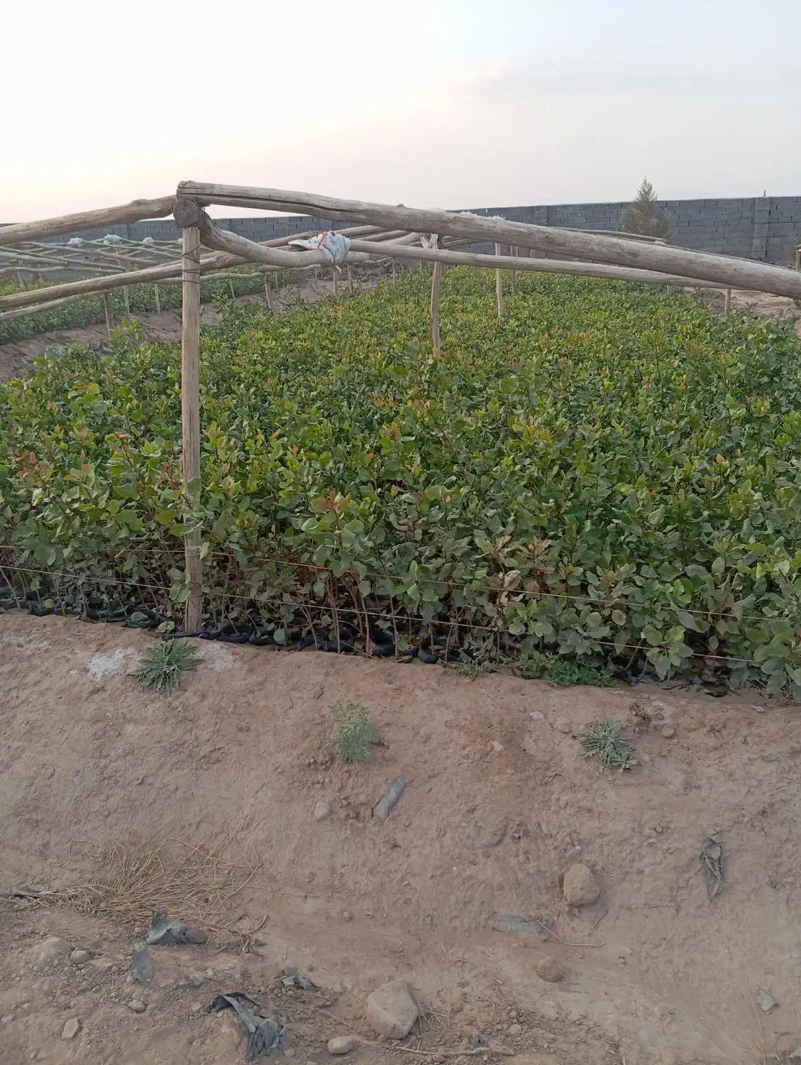 نهال پسته|گل و گیاه طبیعی|ماهان, |دیوار