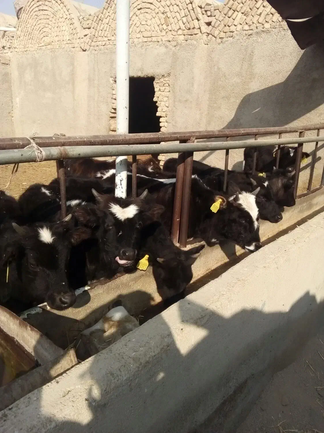 گوساله نر گیل دورگ|حیوانات مزرعه|پیشوا, |دیوار