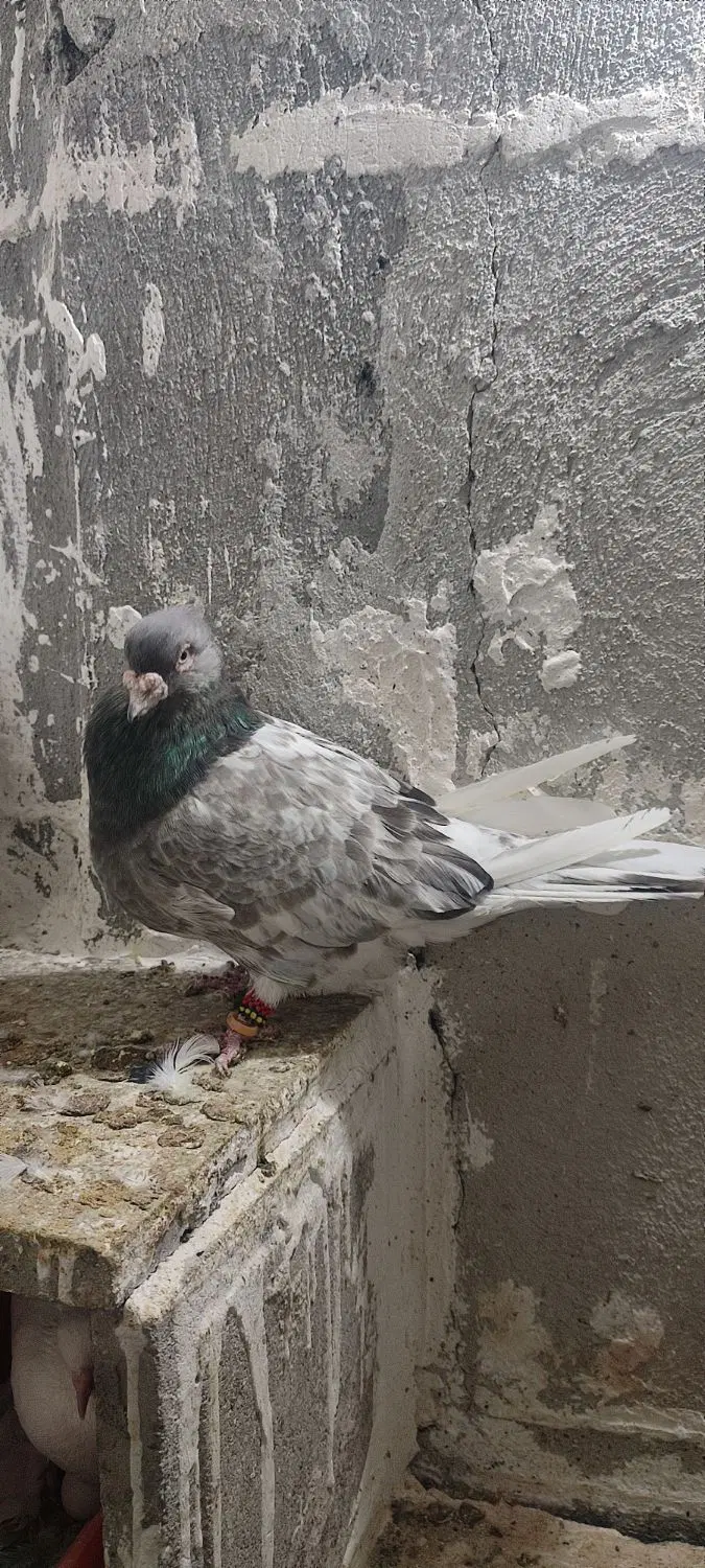 کله|پرنده|مشهد, کارگران|دیوار