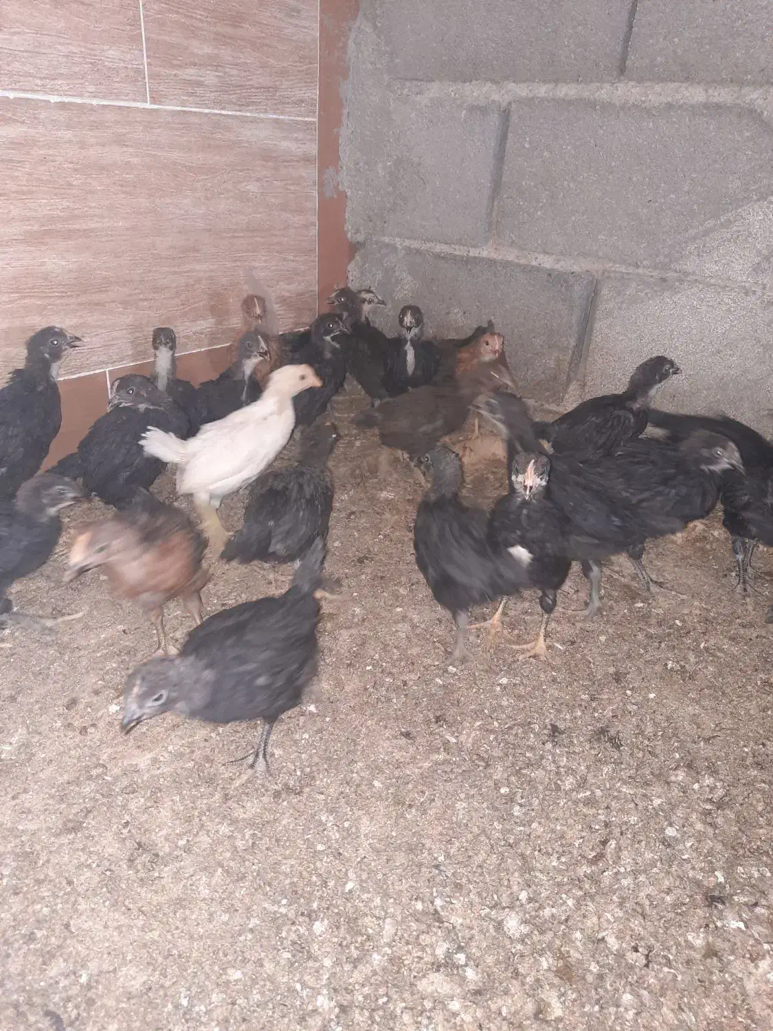 جوجه مرغ خروس جهادی بلک52روزه اکسنخورده پاینوبخون|حیوانات مزرعه|شاهرود, |دیوار