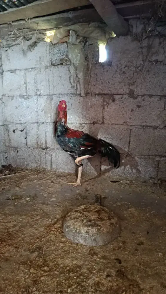 خروس لاری نوک طوطی|پرنده|سیاهکل, |دیوار