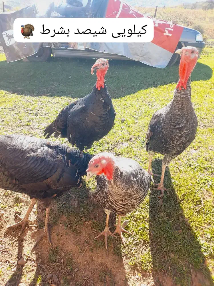 بوقلمون طبیعی خالص|حیوانات مزرعه|چهاردانگه (آذربایجان), |دیوار