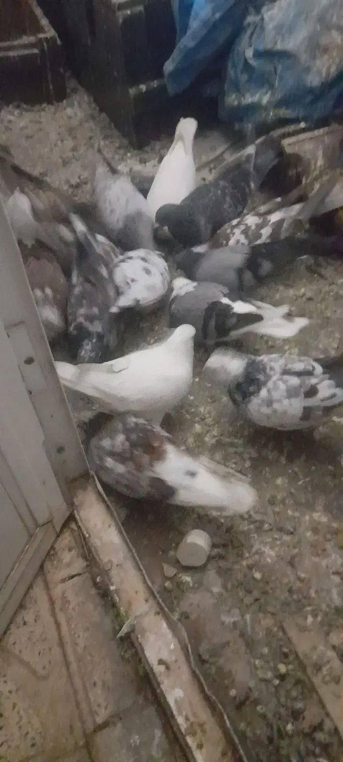 کبوتر ساعتی|پرنده|خوی, |دیوار