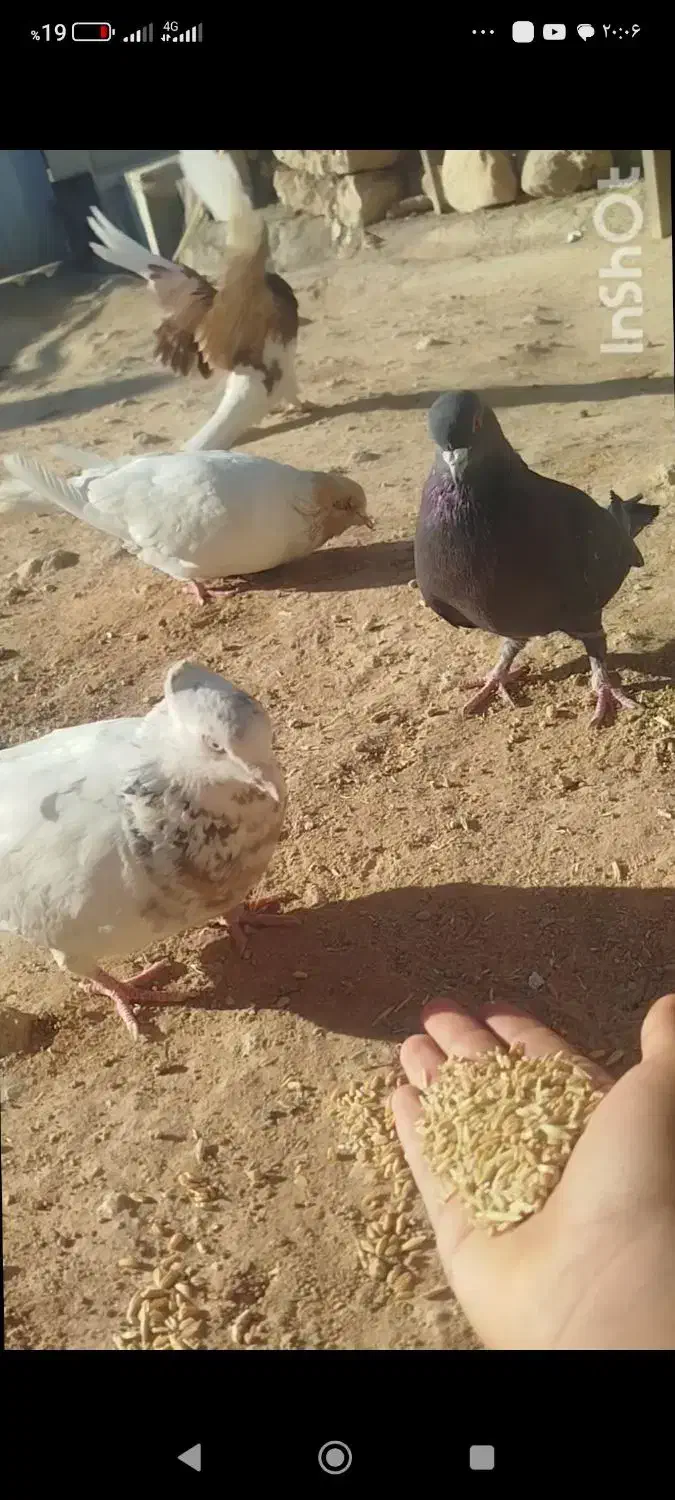 کبوتر هفت رنگ   کبوتر پیس|پرنده|پلدختر, |دیوار