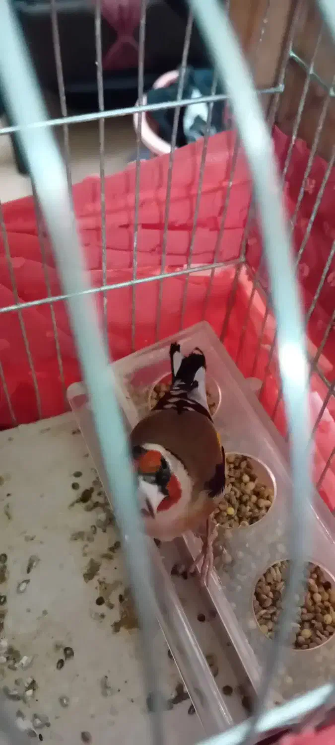 پرنده زیبا معاوضه ندارم|پرنده|میبد, |دیوار