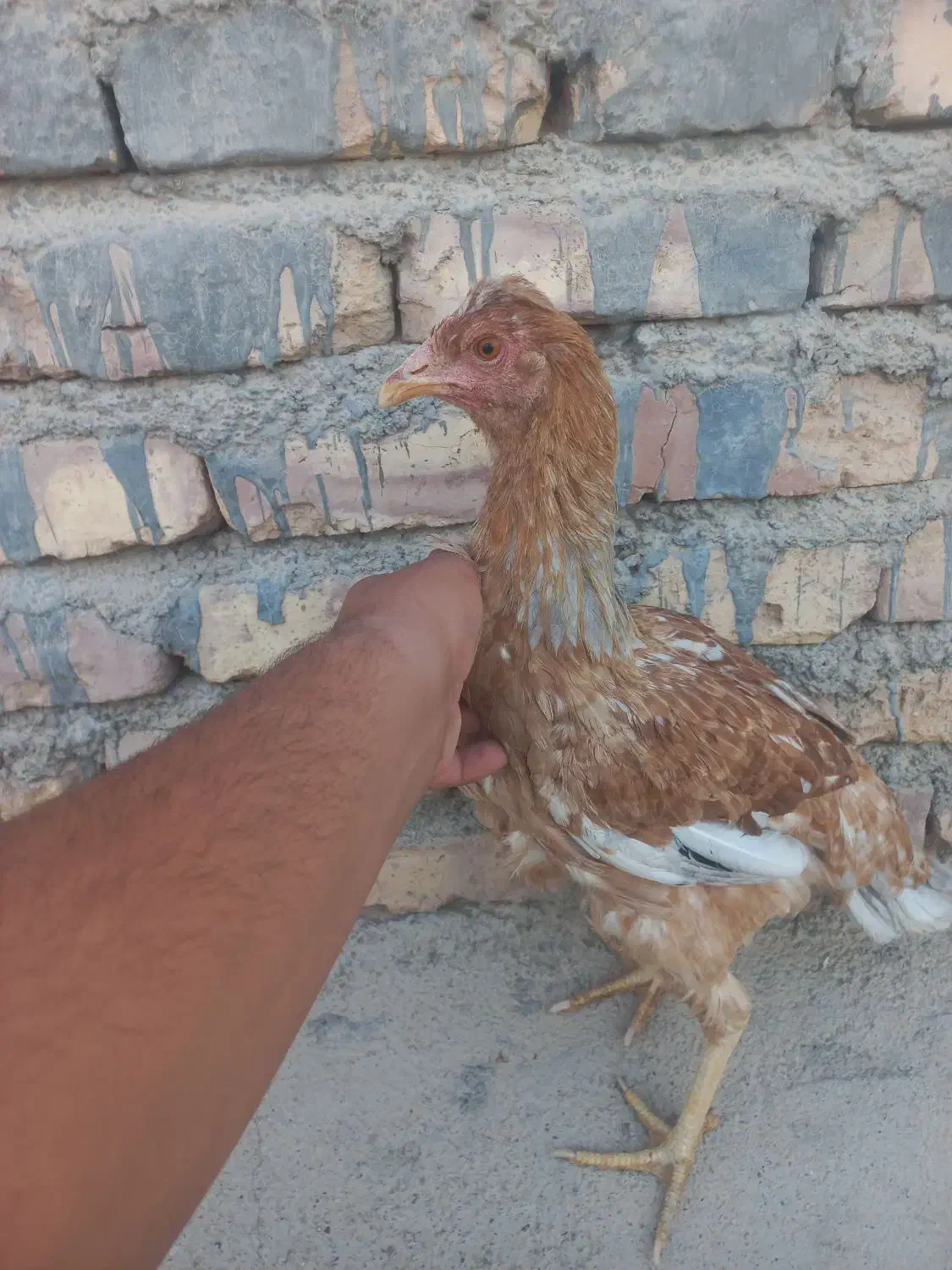 نوچه لاری معاوضه با خروس لاری و بوقلمون جوجه|حیوانات مزرعه|زابل, |دیوار