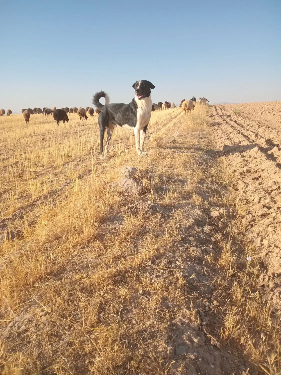 واگذاری سگ|سگ|شیرینسو, |دیوار