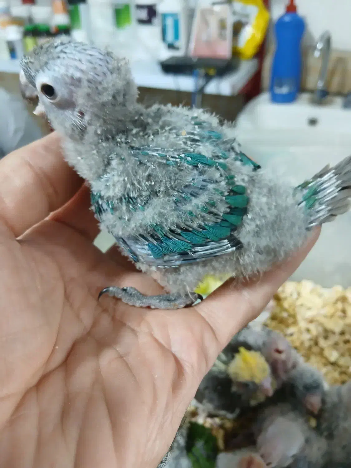 جوجه سرلاکی|پرنده|تهران, شهرک آتی شهر|دیوار