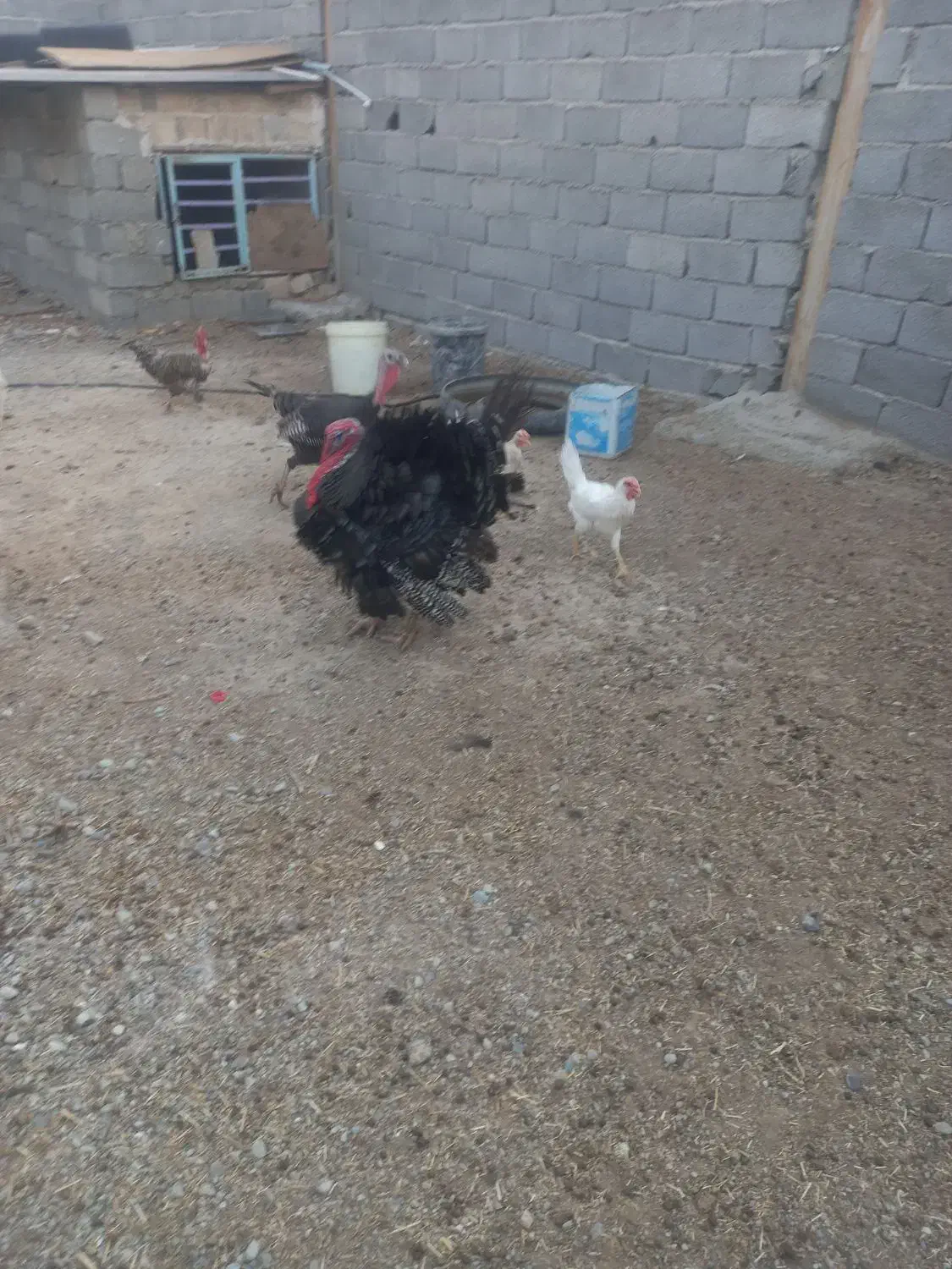 بوقلمونروماده|حیوانات مزرعه|ماهدشت, |دیوار