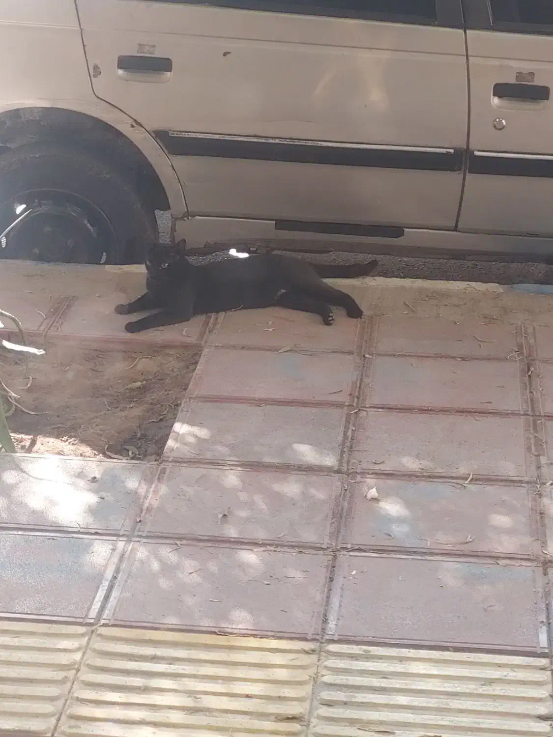 گربه سیاه نر پیدا شده|حیوانات|قشم, |دیوار