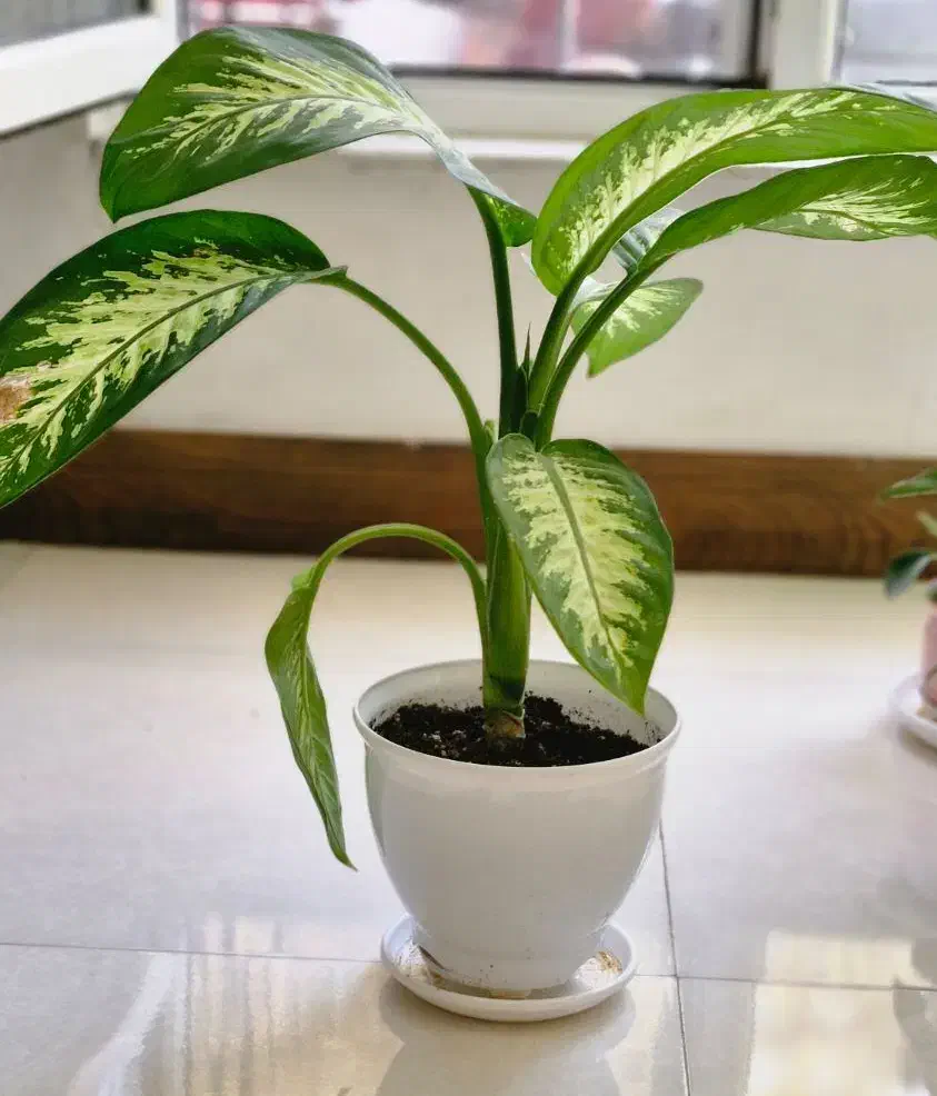 گل آپارتمانی دیفن باخیا(پرورش خانگی)|گل و گیاه طبیعی|ورامین, ورامین|دیوار