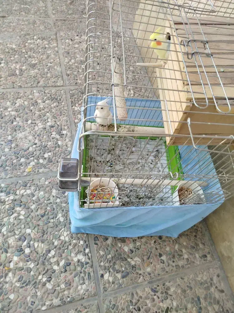 عروس هلندی سفید جفت تر و ماده|پرنده|قرچک, قشلاق جیتو|دیوار