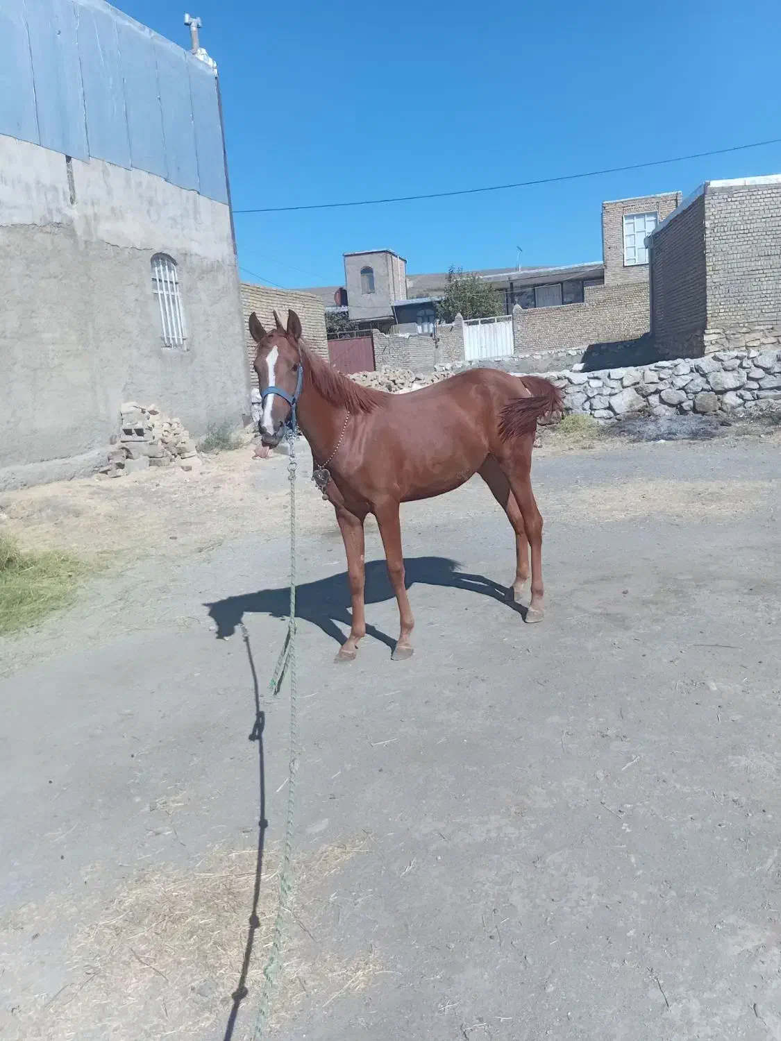 اسب|اسب و تجهیزات اسبسواری|تویسرکان, |دیوار