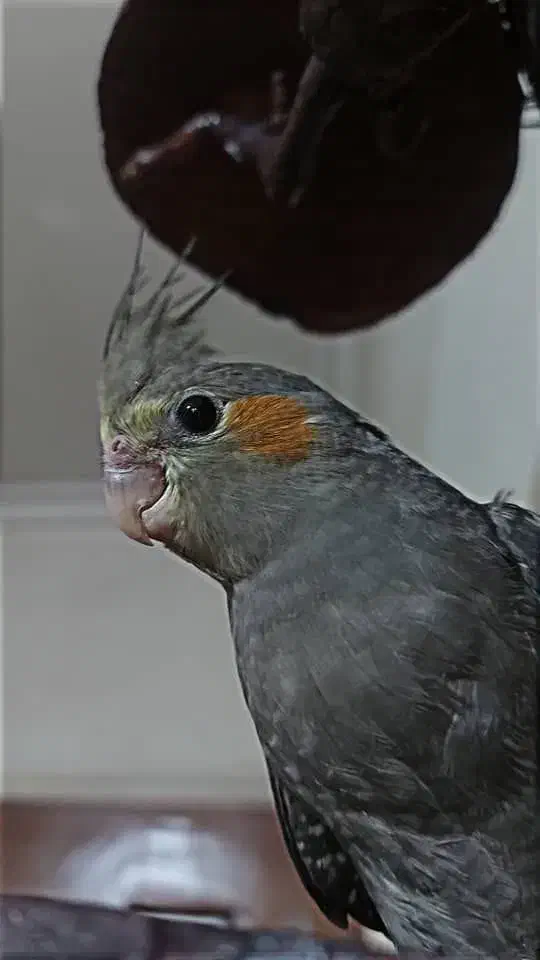 چهارعددعروس هلندی|پرنده|تهران, تهرانسر شمالی|دیوار