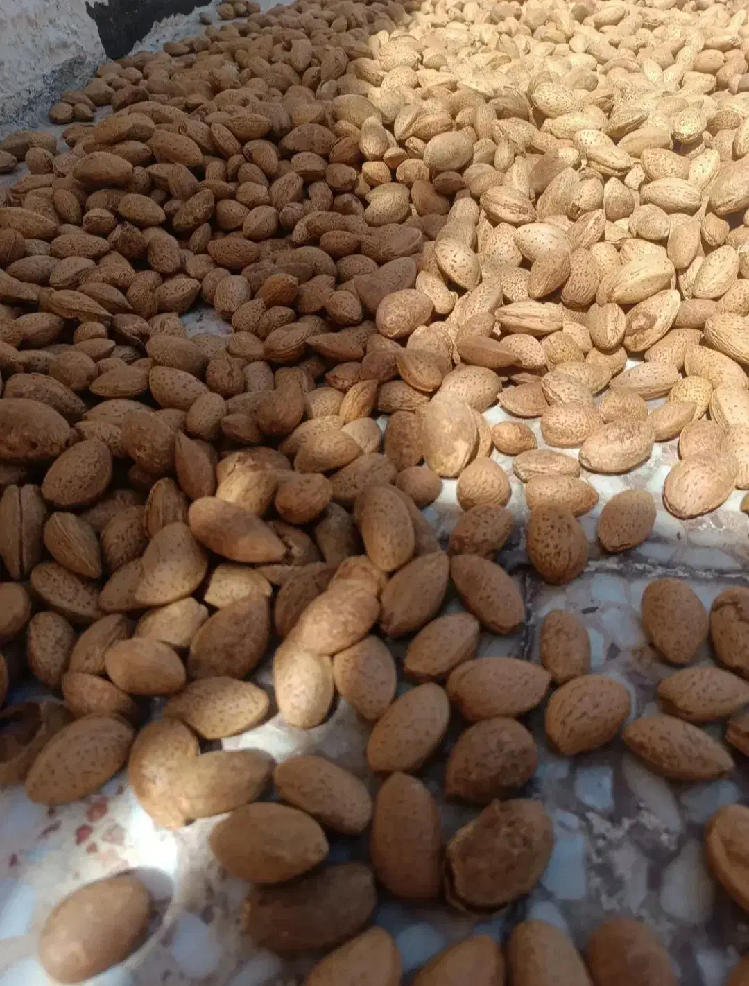 فروش بادوم درشت تازه|خوردنی و آشامیدنی|شیراز, آزادی|دیوار