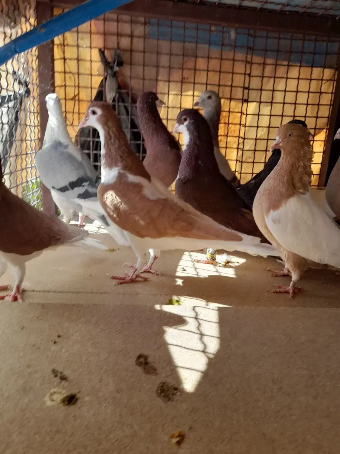 کبوتر|پرنده|شیراز, کوشک میدان|دیوار