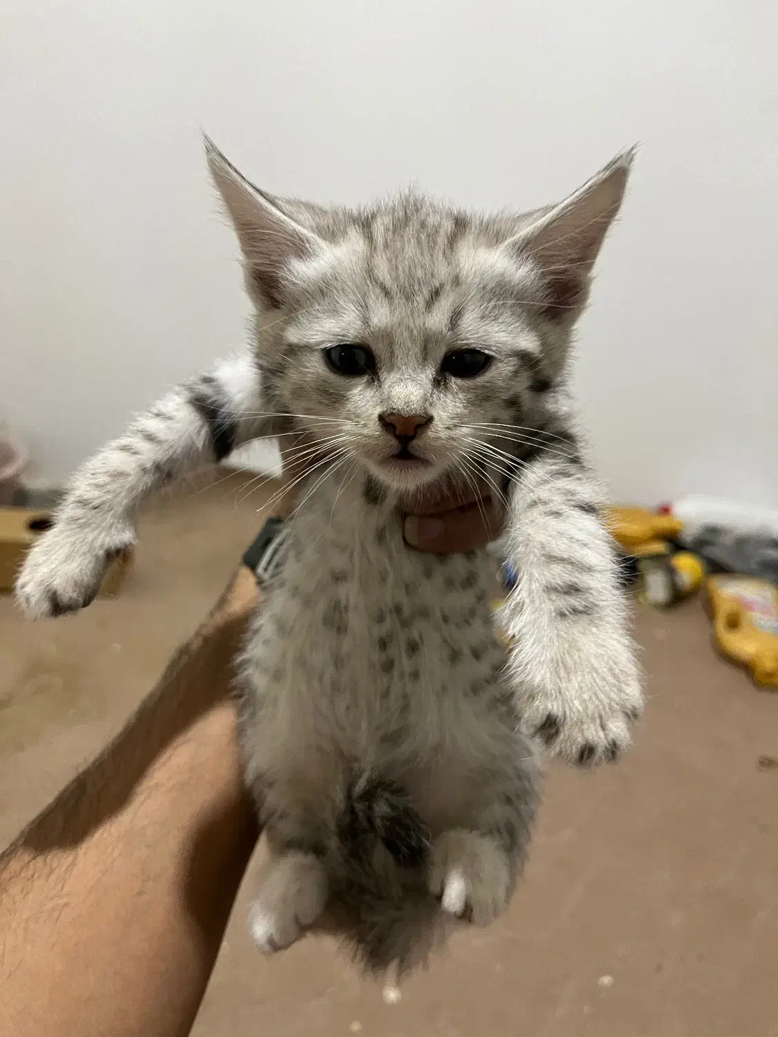 گربه برفی|گربه|تربتحیدریه, مظفریه|دیوار