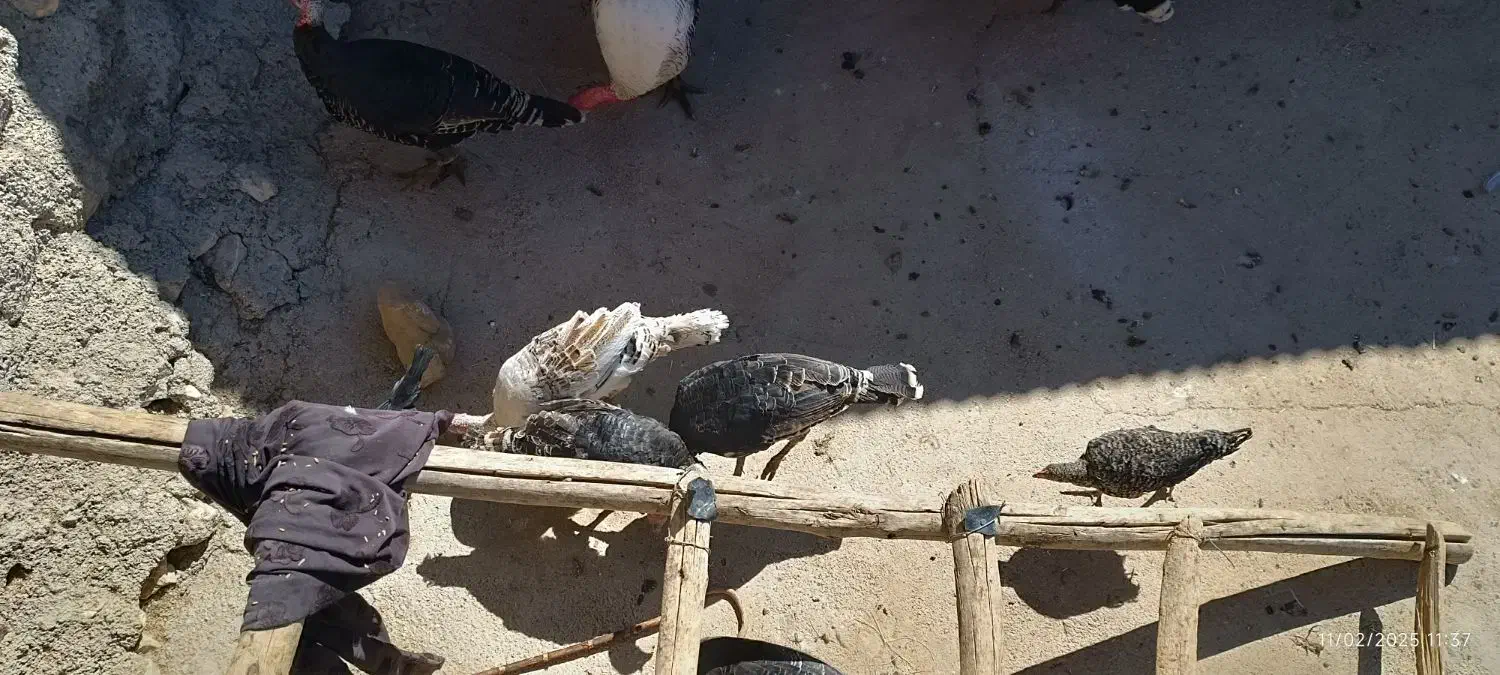 بوقلمو|حیوانات مزرعه|گوآور, |دیوار