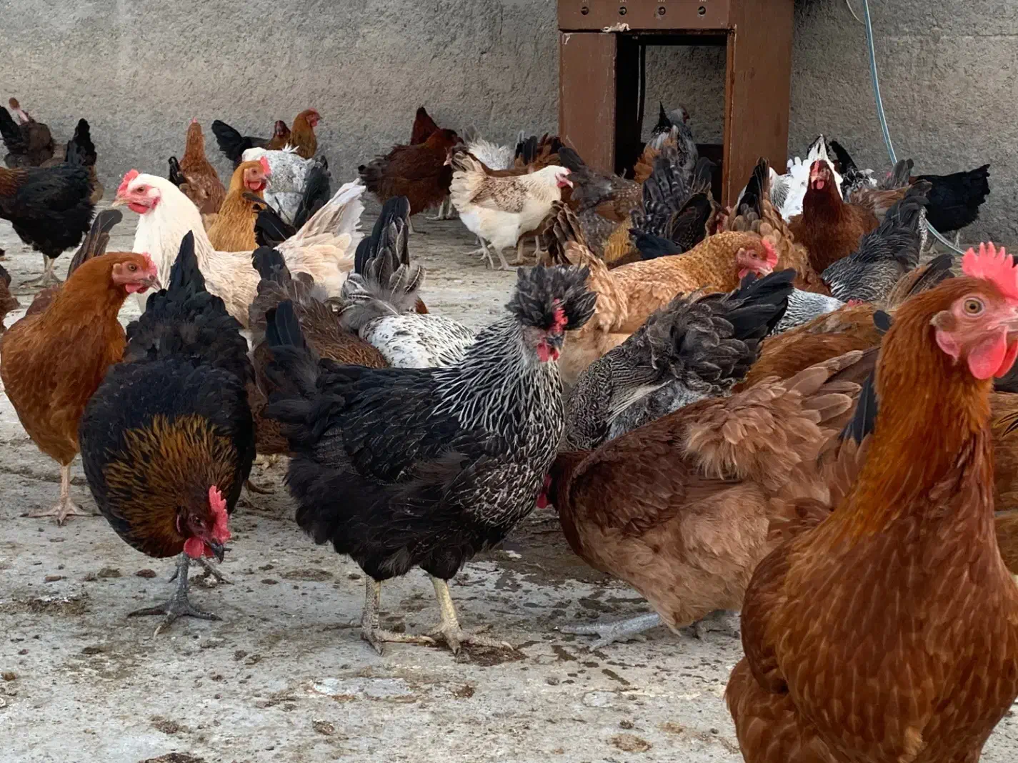 مرغ تخمگذار محلی|حیوانات مزرعه|رضویه, |دیوار