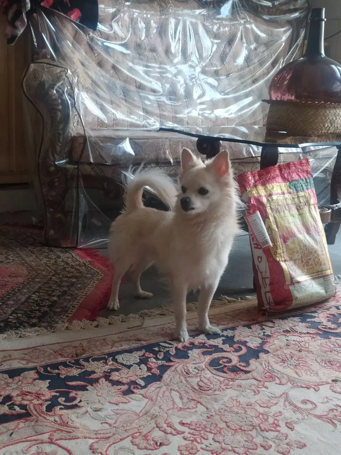 سگ خانگی|سگ|پیر بکران, |دیوار