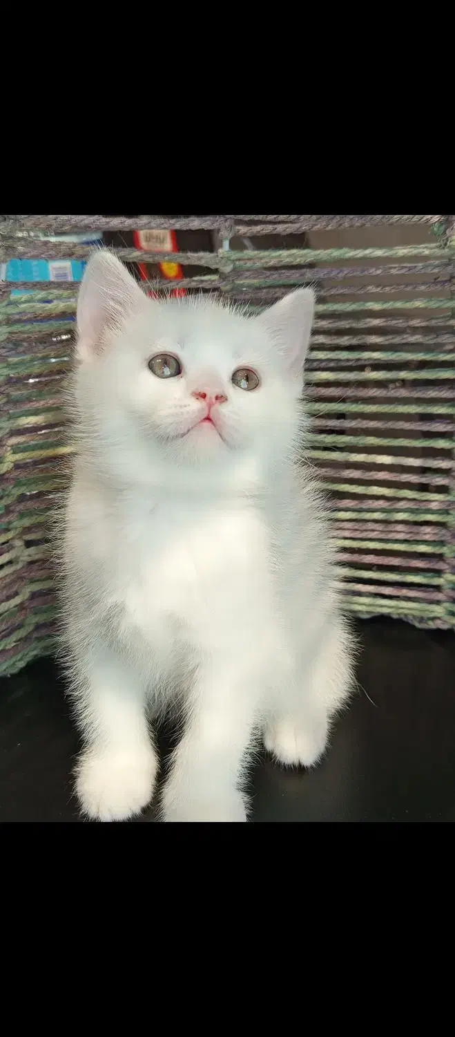 برتیش آیس|گربه|تهران, تهرانسر مرکزی|دیوار